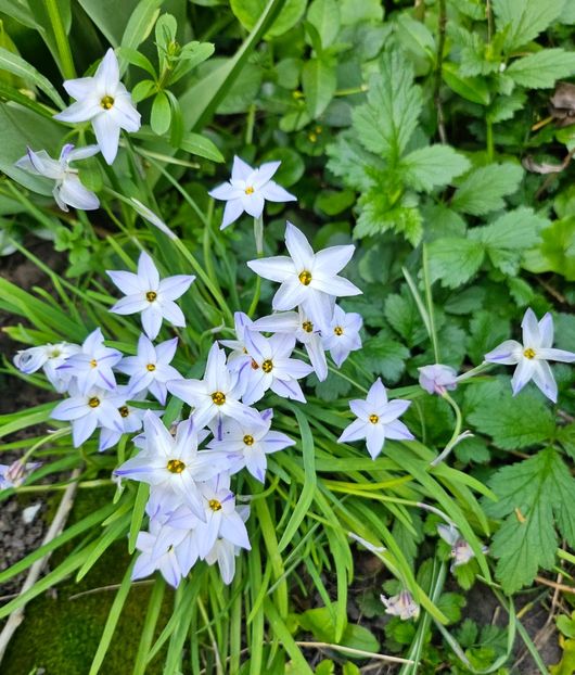  - Primule 21 22 23 24