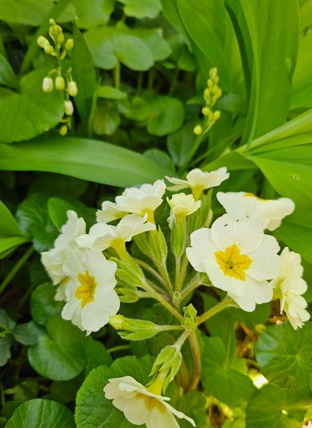  - Primule 21 22 23 24