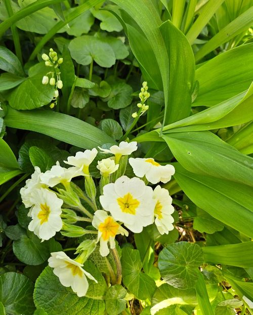  - Primule 21 22 23 24