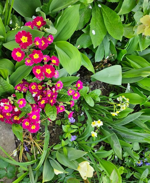  - Primule 21 22 23 24