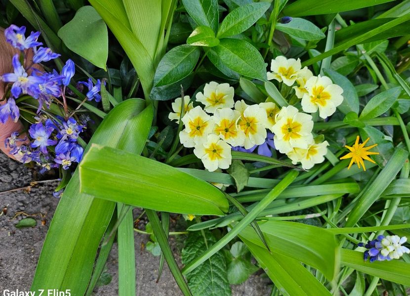  - Primule 21 22 23 24