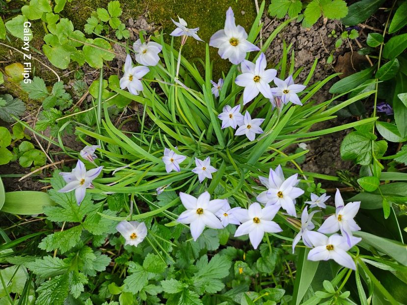  - Primule 21 22 23 24