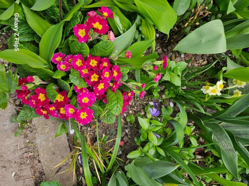  - Primule 21 22 23 24