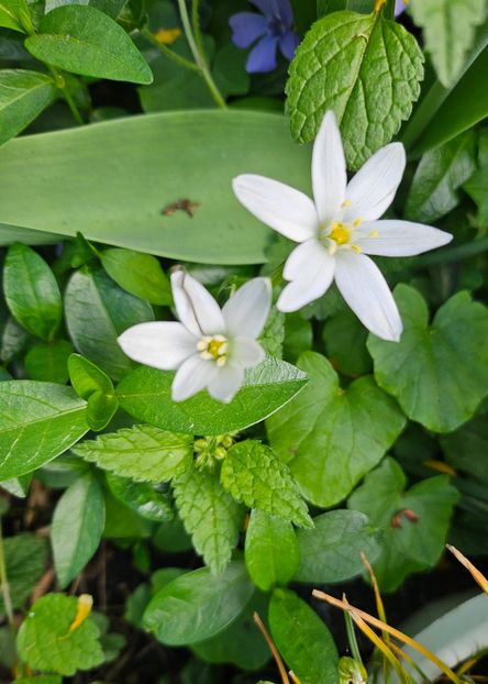  - Primule 21 22 23 24