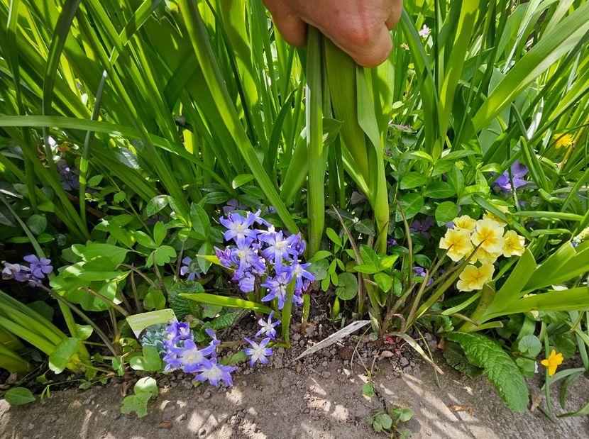  - Primule 21 22 23 24