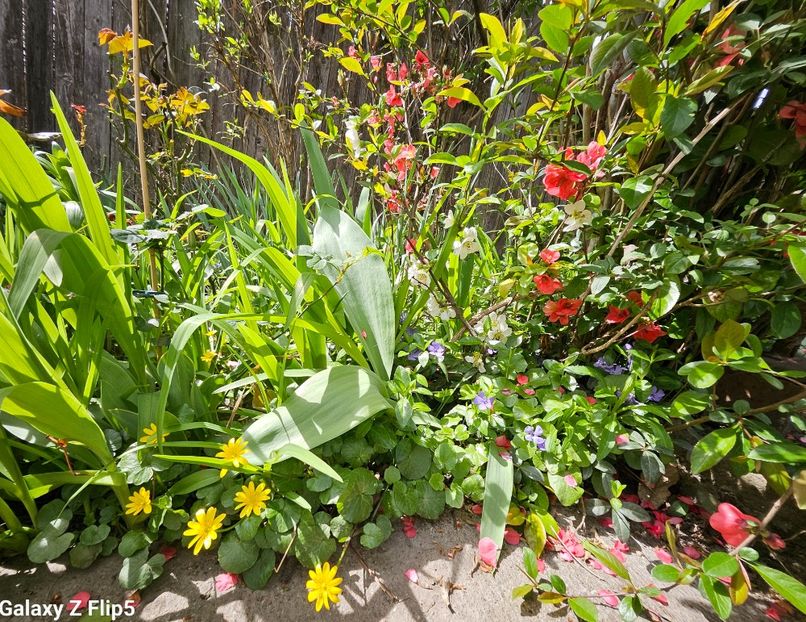  - Primule 21 22 23 24