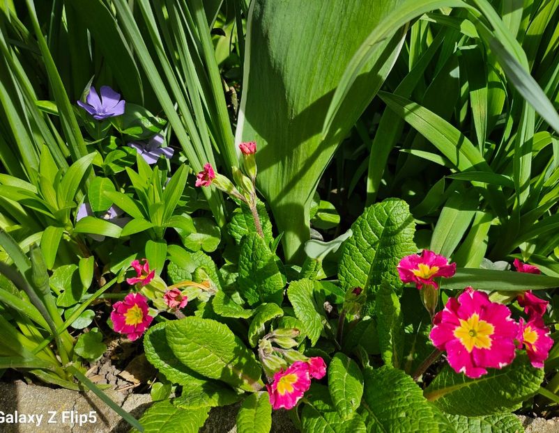  - Primule 21 22 23 24