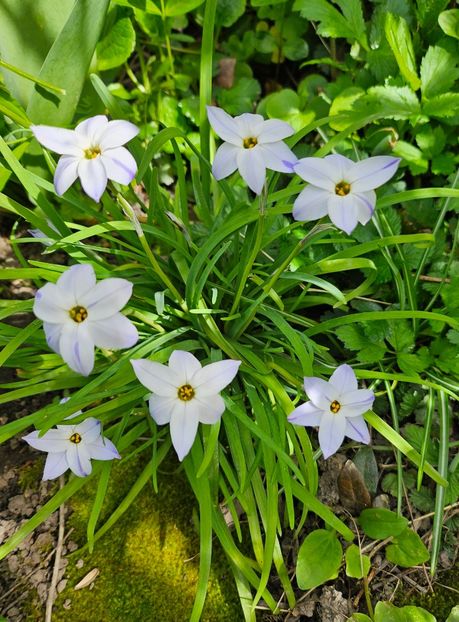  - Primule 21 22 23 24