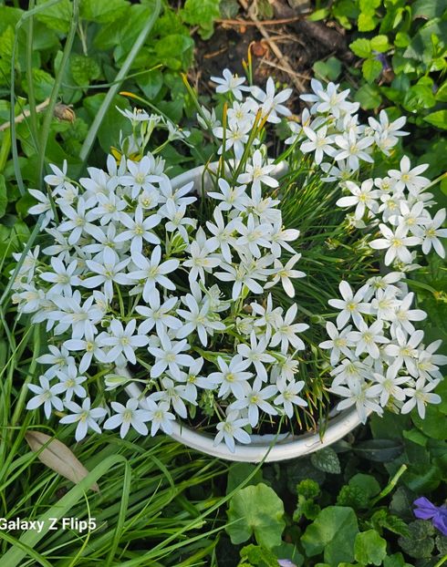  - Primule 21 22 23 24