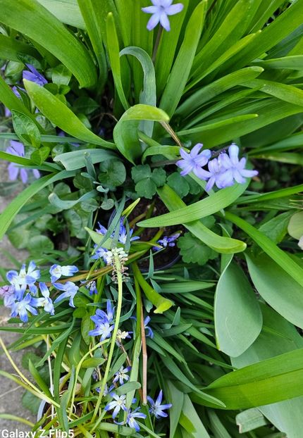  - Primule 21 22 23 24