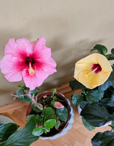  - Hibiscus