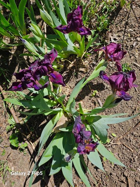  - Irisi 2017 2023 2024