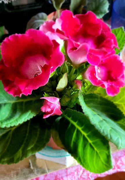 12.04.2024 - Gloxini 2012-2025