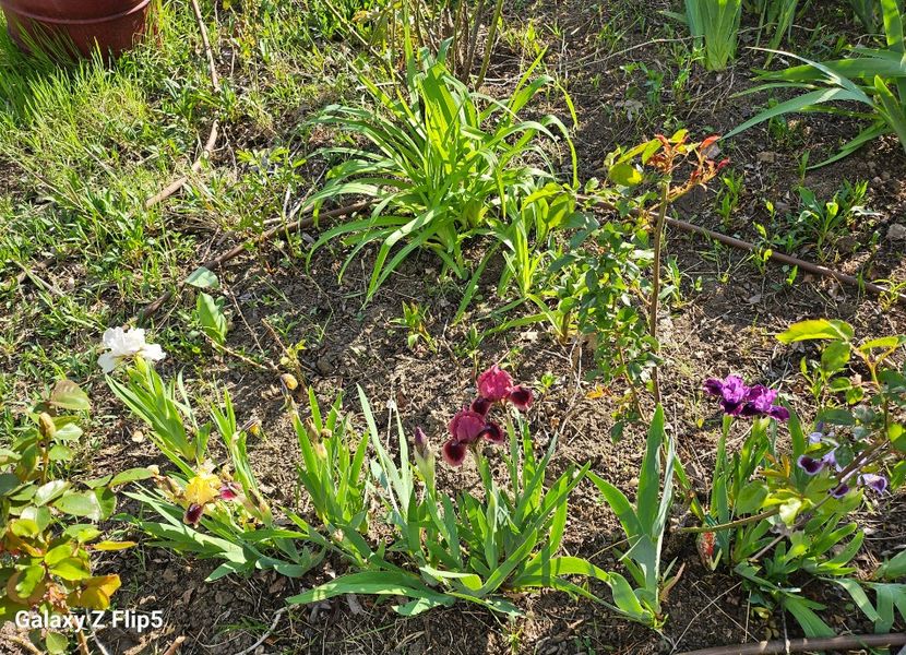  - Irisi 2017 2023 2024