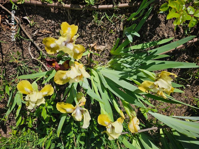  - Irisi 2017 2023 2024