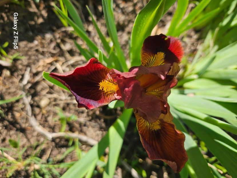  - Irisi 2017 2023 2024