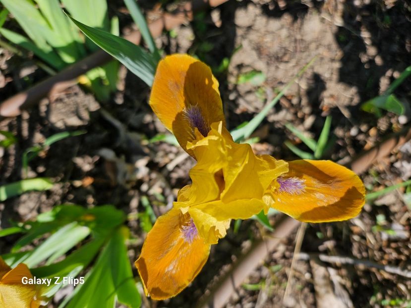  - Irisi 2017 2023 2024