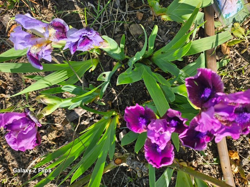  - Irisi 2017 2023 2024