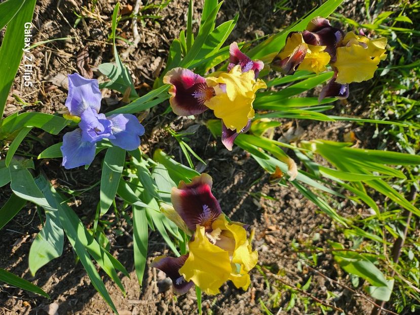  - Irisi 2017 2023 2024