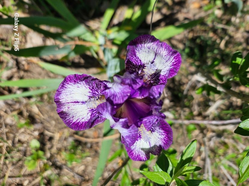  - Irisi 2017 2023 2024