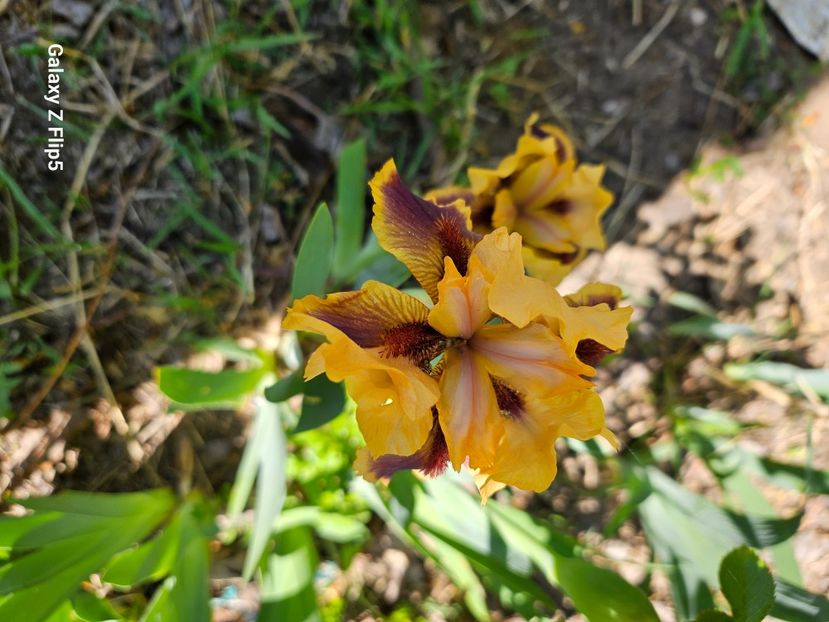  - Irisi 2017 2023 2024