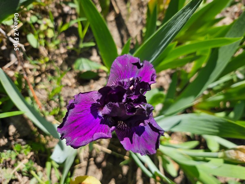  - Irisi 2017 2023 2024