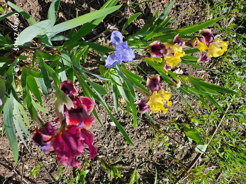  - Irisi 2017 2023 2024