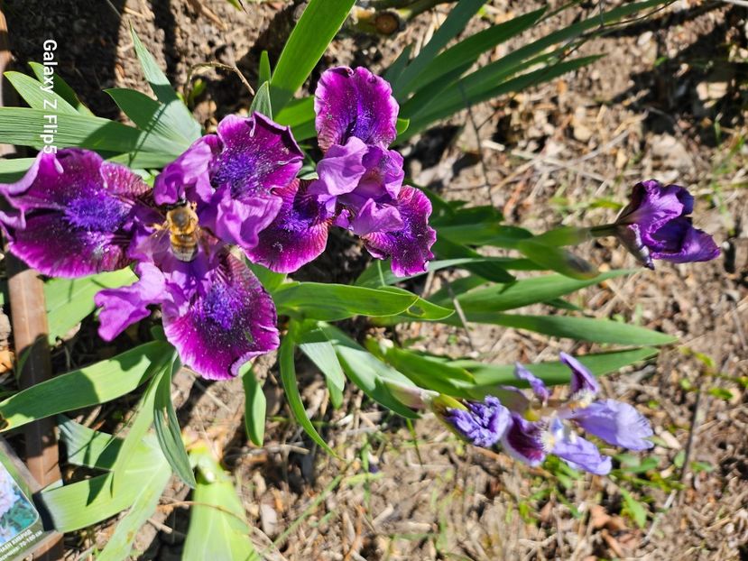  - Irisi 2017 2023 2024