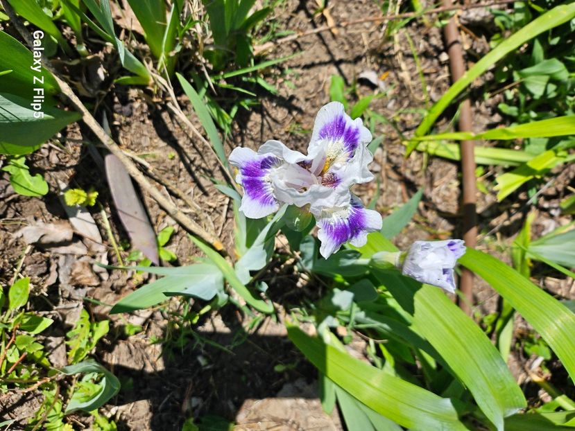  - Irisi 2017 2023 2024