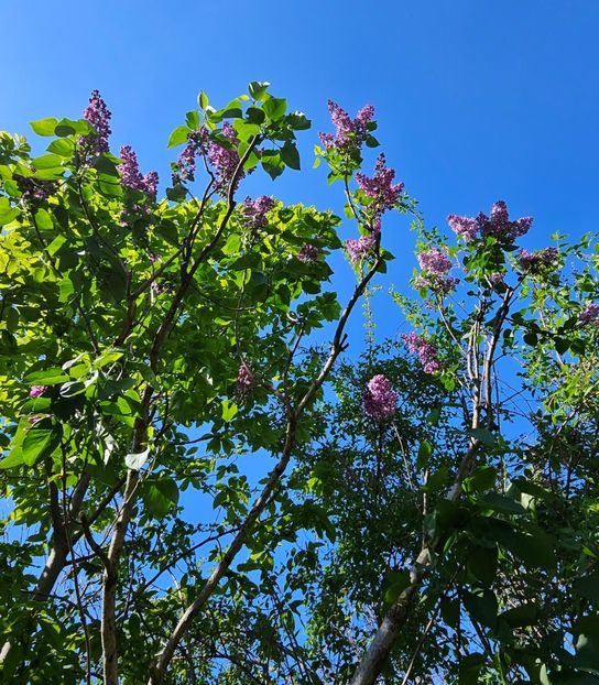  - Arbusti 2017 23 24