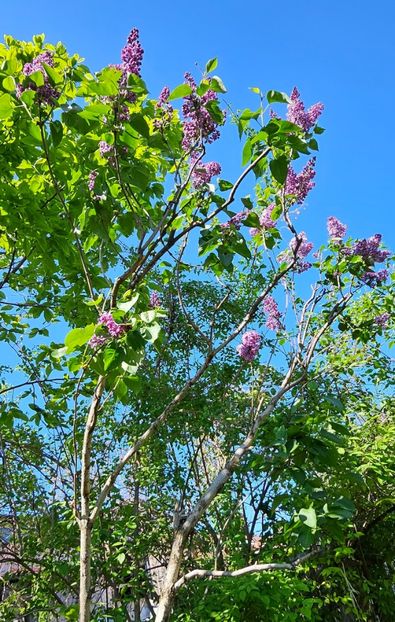  - Arbusti 2017 23 24