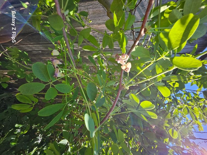  - Arbusti 2017 23 24