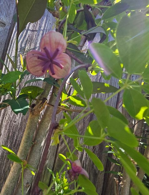  - Arbusti 2017 23 24