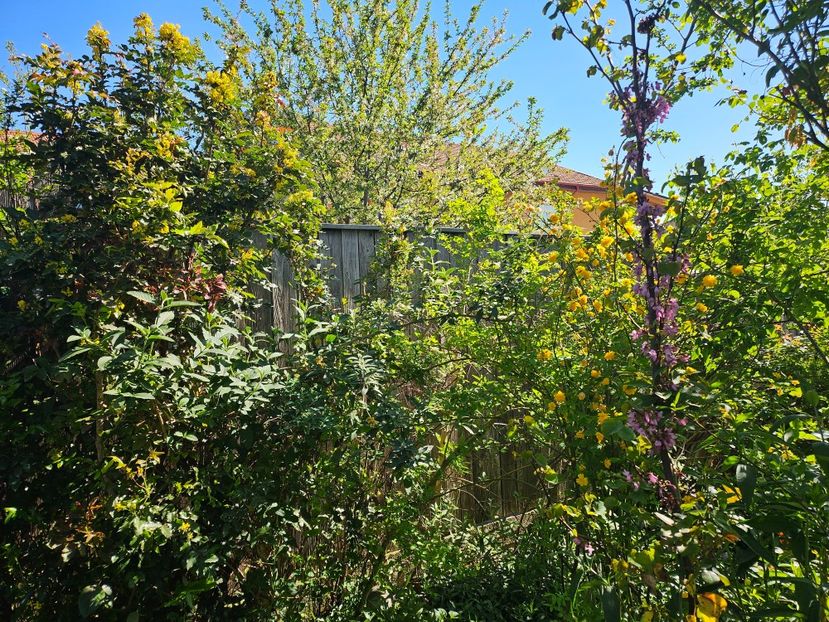  - Arbusti 2017 23 24