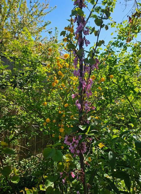  - Arbusti 2017 23 24