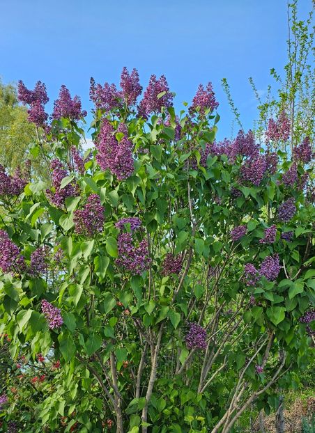  - Arbusti 2017 23 24