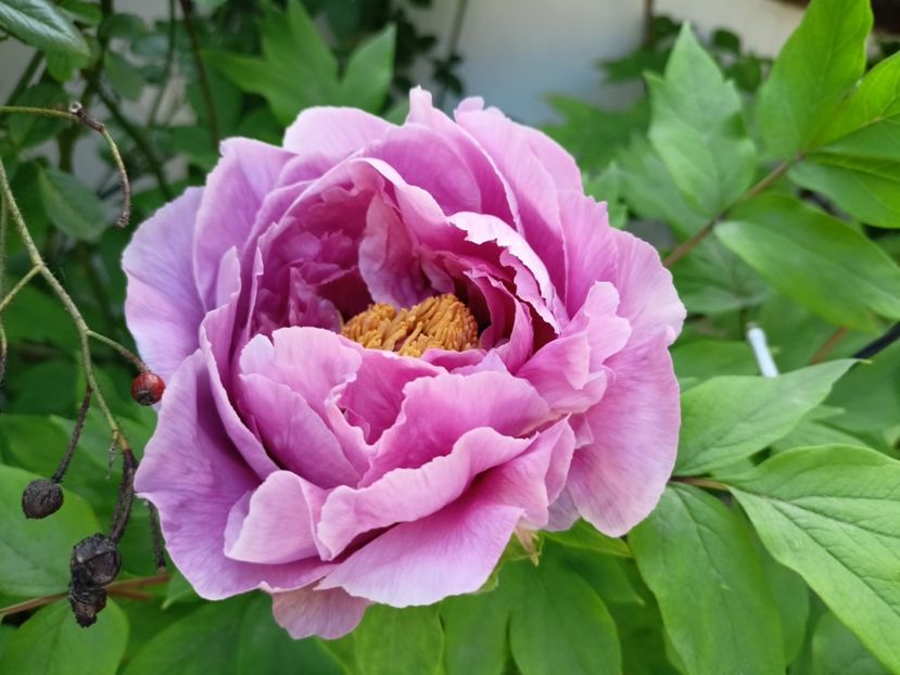  - Grădina 2024 continuare 1