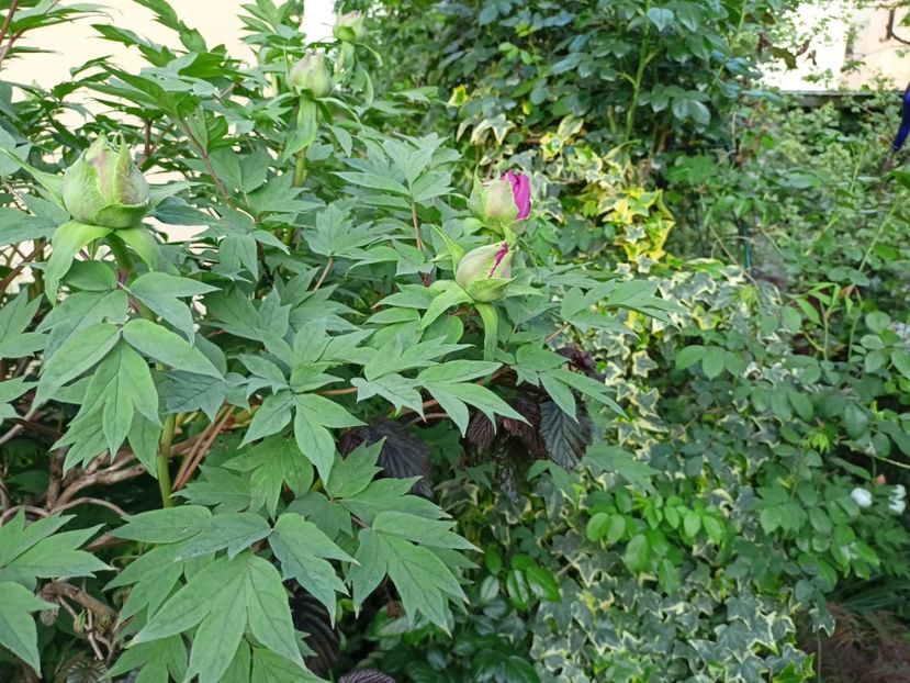  - Grădina 2024 continuare 1