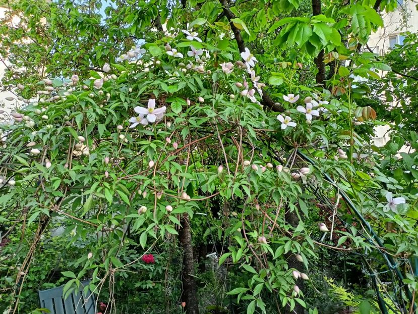 Montana Rubens - Grădina 2024 continuare 1