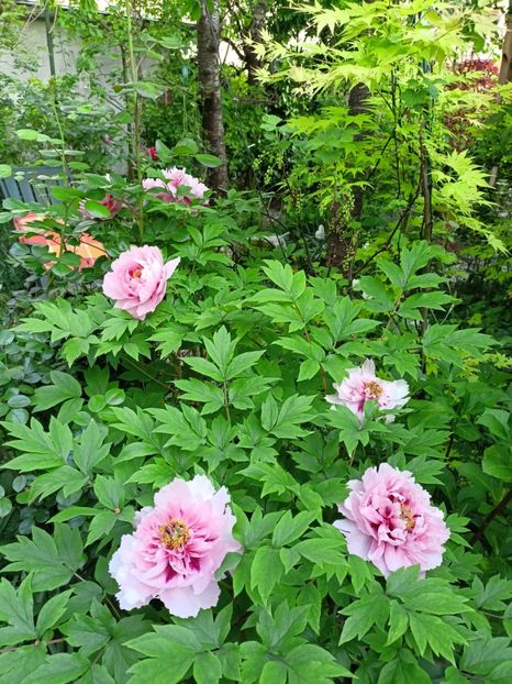  - Grădina 2024 continuare 1