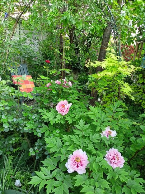  - Grădina 2024 continuare 1