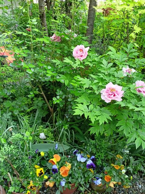  - Grădina 2024 continuare 1