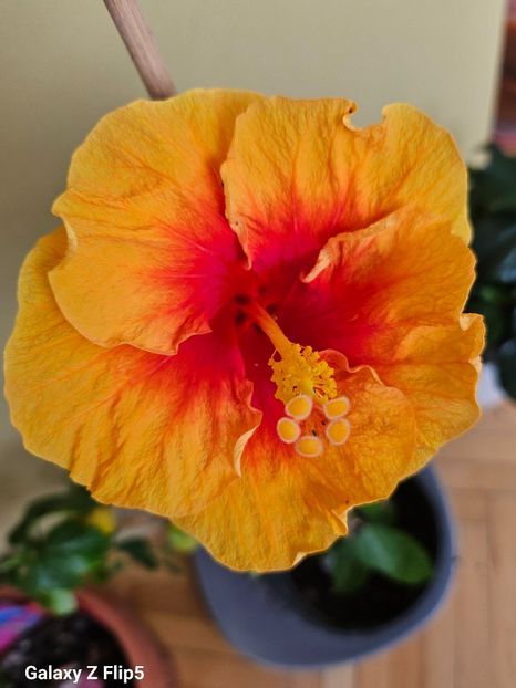  - Hibiscus