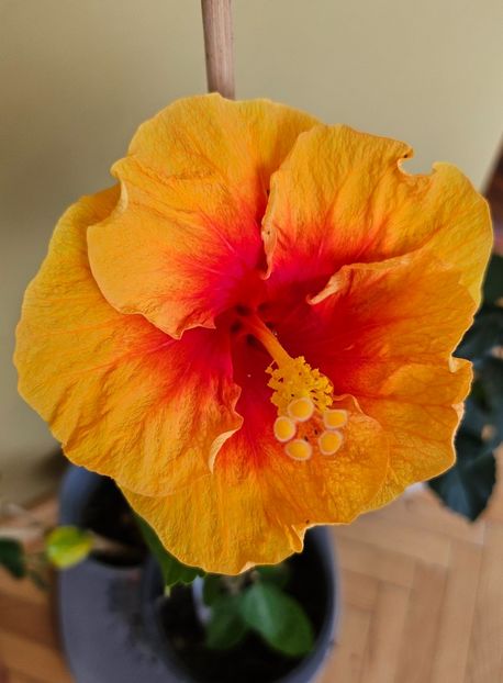  - Hibiscus