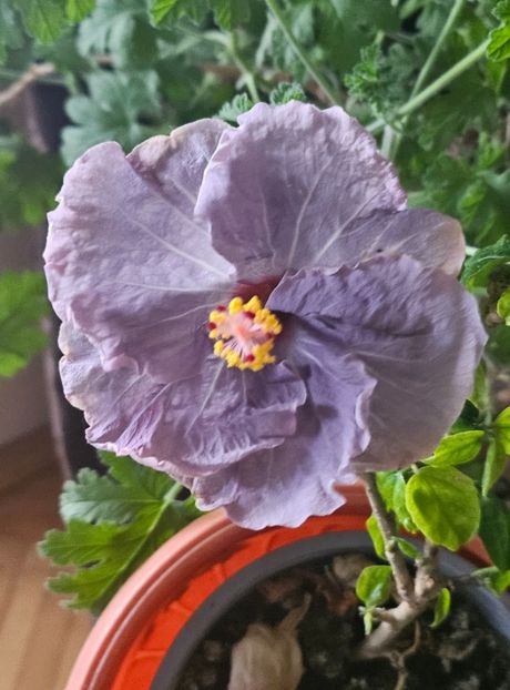  - Hibiscus