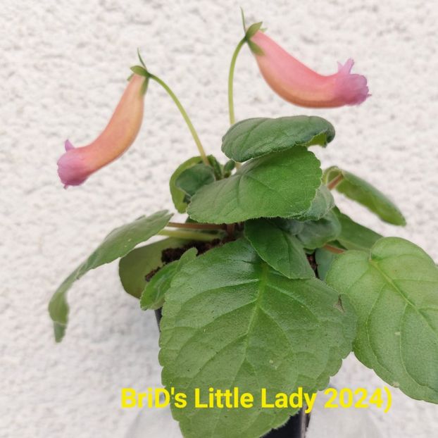 Img-2024.04.11 - Sininningia din semințe hibrizi Dna Dietze