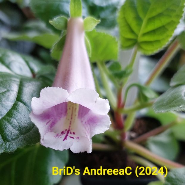 Img-2024.04.12 - Sinningia din semințe hibrizi Dna Dietze 2024