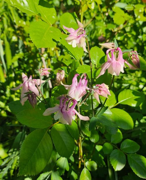  - Caldaruse 2020-2023