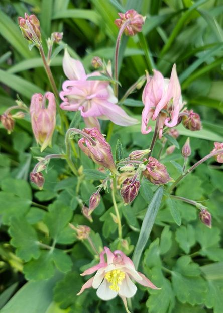  - Caldaruse 2020-2023