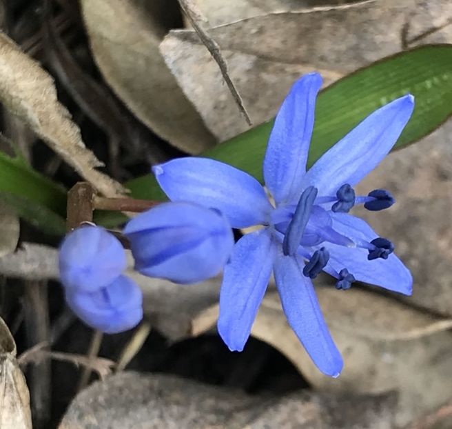 Scilla bifolia (2021, March 04) - SCILLA Bifolia_Alpine Squill